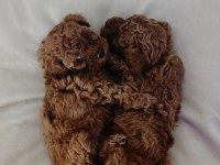 Poodle yavrularım yeni sahibini bekliyor