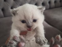Yavru british shorthair