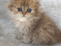 British longhair golden erkek yavrum