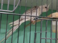Beta petshop sultan papağanı