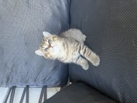 Oyuncu erkek bebek kedimiz teslime hazır