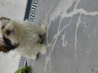 Shih tzu bebek