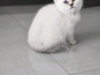 British Shorthair Yavrularımıza Yuva arıyoruz