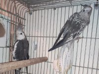 7 Adet Sultan Papağanı İster Tek İster Toplu