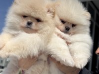 Petmode köpek çiftliğinde ziyarete açık POMERANİAN