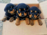 Orijinal Safkan Rottweiler Yavruları