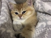 Şecereli dişi british shorthair