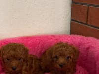 Kore toy poodle orjinal ev ortamında