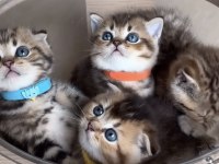 British Shorthair & Scottısh Fold Yavrularım