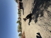Belçika Malinois 15 Aylık Dişi