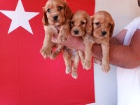 Sevimli ve Oyuncu Cocker Yavruları