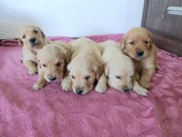 Saf kan golden retriever bebekler için geç kalmayın