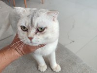 Acil scottish fold oğlum paşaya dişi aranıyor
