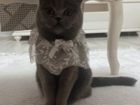 British shorthair dişi