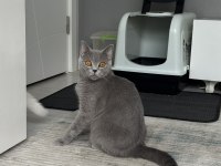 ücretsiz sahiplendirme british shorthair dişi
