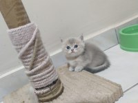 Safkan british shorthair yavrular
