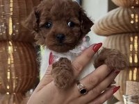 Toy Poodle Hazır Ve Rezerveye Açık Yavrular