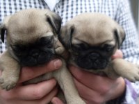Mükemmel Pug Mops Yavrularımız