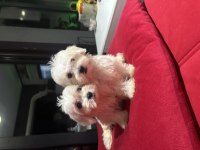 Minyatür A kalite kore kan maltes terrier