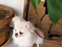 Pomeranian kızımıza yuva arıyoruz
