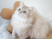 Safkan British Longhair Erkek Yavru