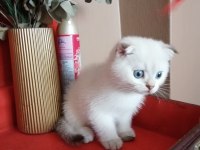 Scottish fold 55 günlük kedimiz