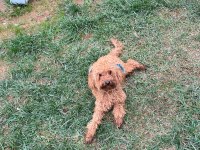 1 yaşında erkek Toy Poodle