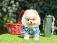 Pomeranian yavruları iki aylık