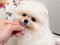 Karbeyaz Pomeranian Boo Yavrular