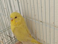 Uygun fiyata jumbo muhabbet kuşu yavruları