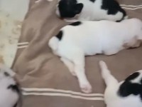 French Bulldog Yavrular Irk Sağlık Garantili