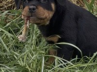 Rottweiler Köpeği