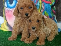 Toy poodle yavrularımız