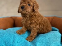 Ankaranın en güzel toy poodle yavruları petmode den