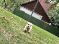 Toy Poodle Apricot