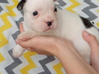 Kaliteli yavrular rezerveye açık french bulldog