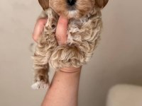 Irk Ve Sağlık Garantili Maltipoo
