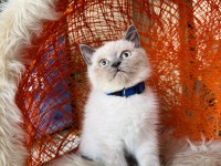 British Shorthair Blue Point Yavru 2 Aylık