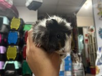 Ginepig yavrularımız 