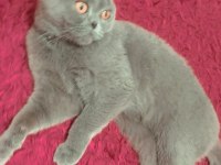 Scottish Fold Kızımıza Yuva Arıyoruz