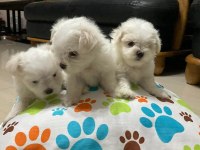 BABYFACE KÜT BURUN ERKEK VE DİŞİ KÖPEĞİMİZ