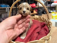 Muhteşem Maltipoo Bıcırıklar