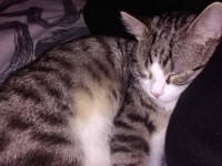8 aylık tekir kedi yakışıklımız
