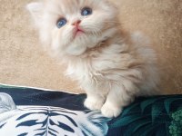 British Longhair golden erkekler