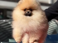 Safkan pomeranian yavruları