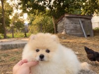 Pomeranian Boo Teddy Face