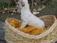 Chihuahua Dişi Yavru Elma Kafa Küt Burun