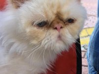 İRAN KEDİSİ BEHLÜL
