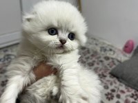 1.5 aylık scottish longhair safkan yavrular