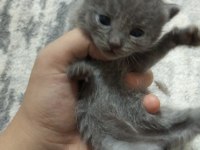 Uygundur Acil British Shorthair